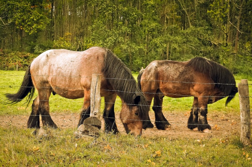 Ardenner Kaltblutpferde auf einer Wiese