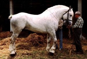 Boulonnais - Kaltblut Pferd