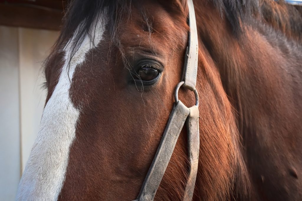 Charakter der Shire Horse