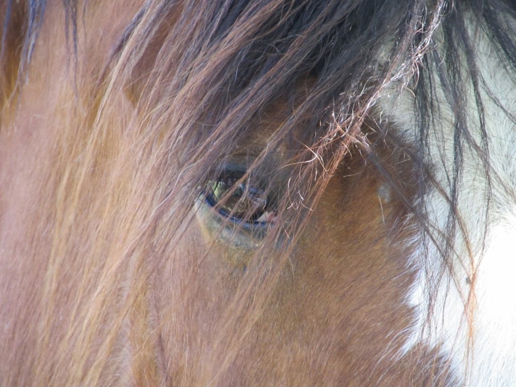 Charakter des Clydesdale Pferdes