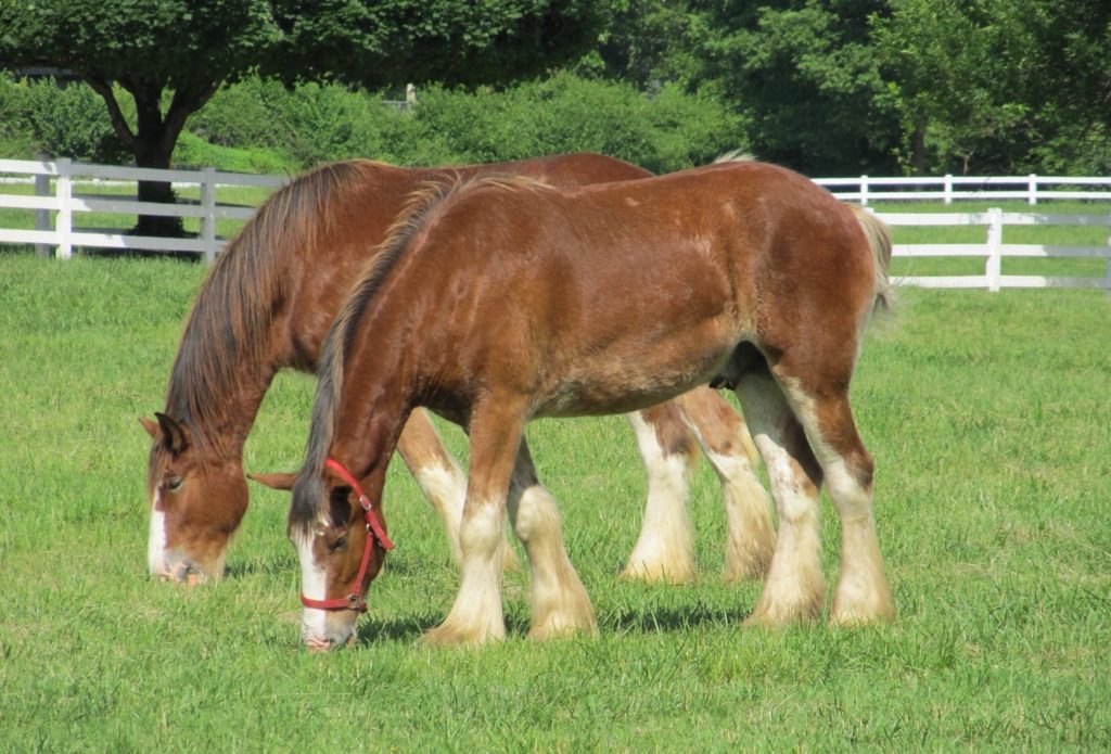 Clydesdale Kaltblut Pferd