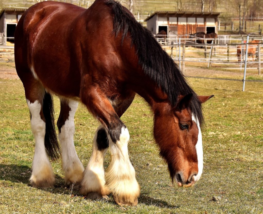 Größte Pferd der Welt