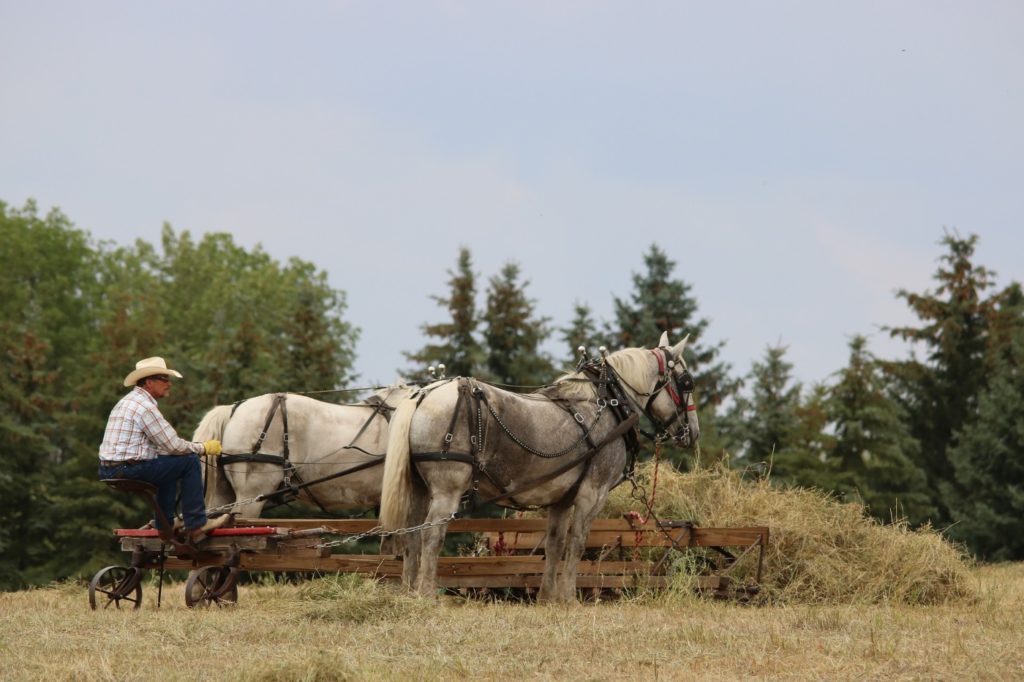 Percheron als Arbeitspferd