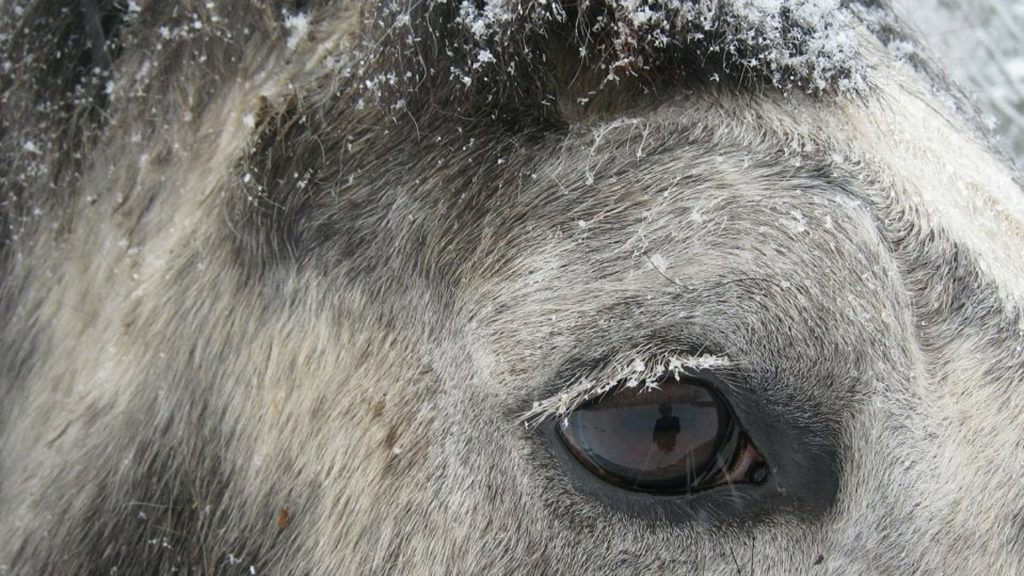 Percheron Wesen
