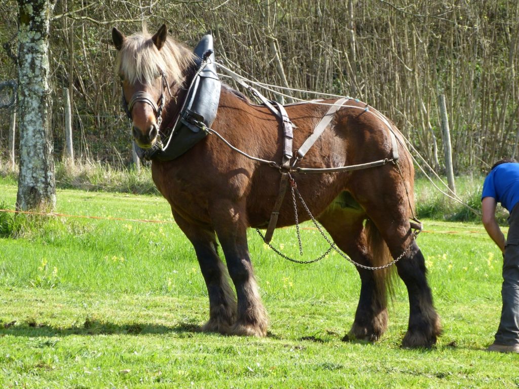 Percheron Kaltblutrasse