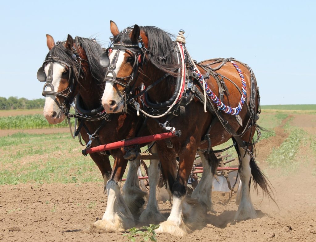 Clydesdales ziehen schweren Pflug