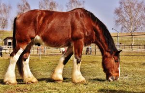 Shire Horse Kaltblut Pferd