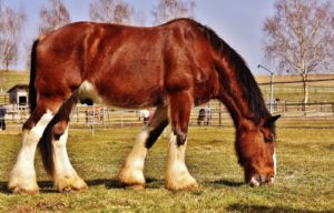 Shire Horse