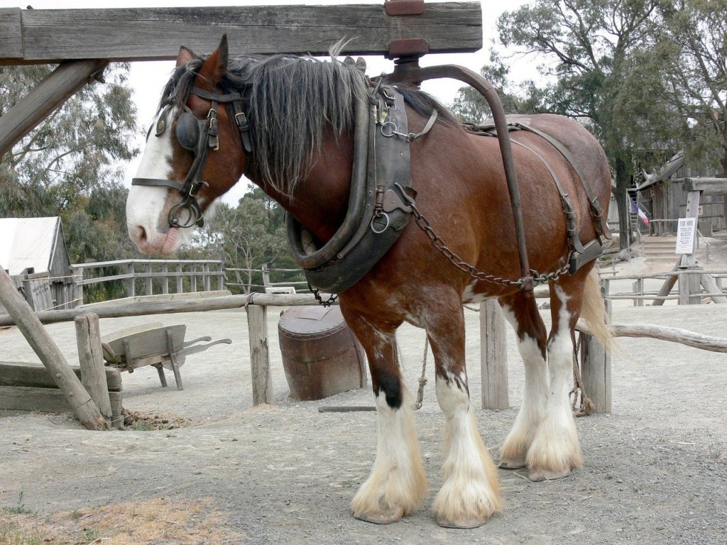 Shire Horse Pferde im Einsatz in der Landwirtschaft