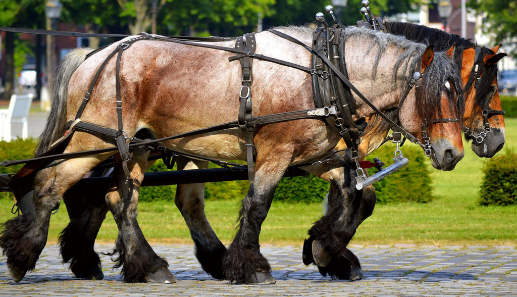 Rheinische Kaltblut Pferde