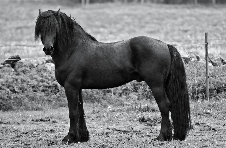 Pferd Kaltblut Schwarz