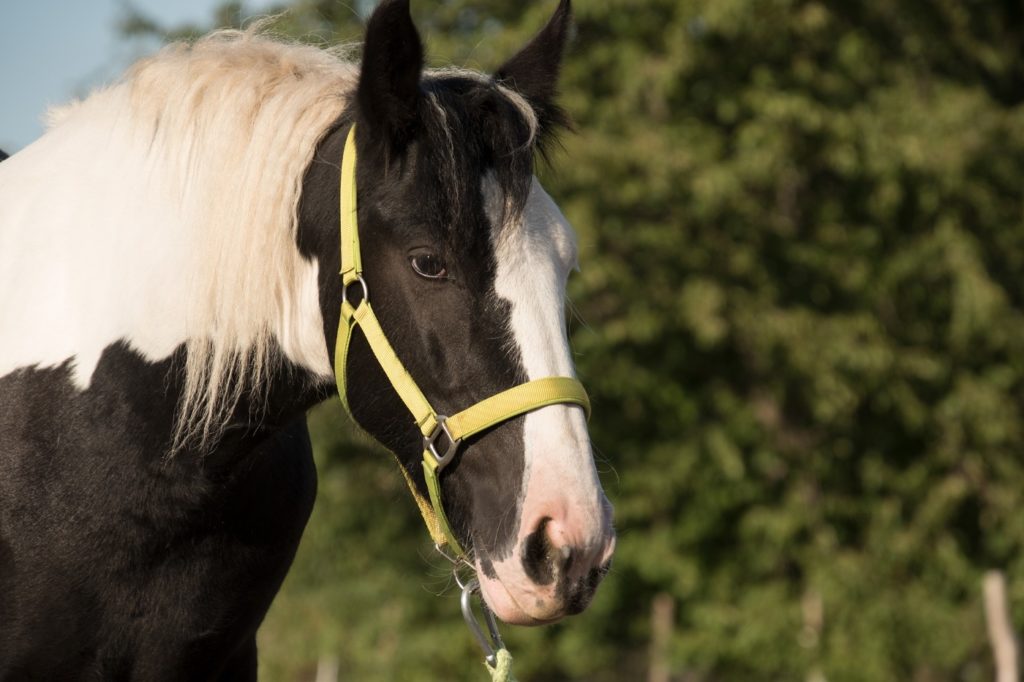 Tinker - Kaltblut Pferd