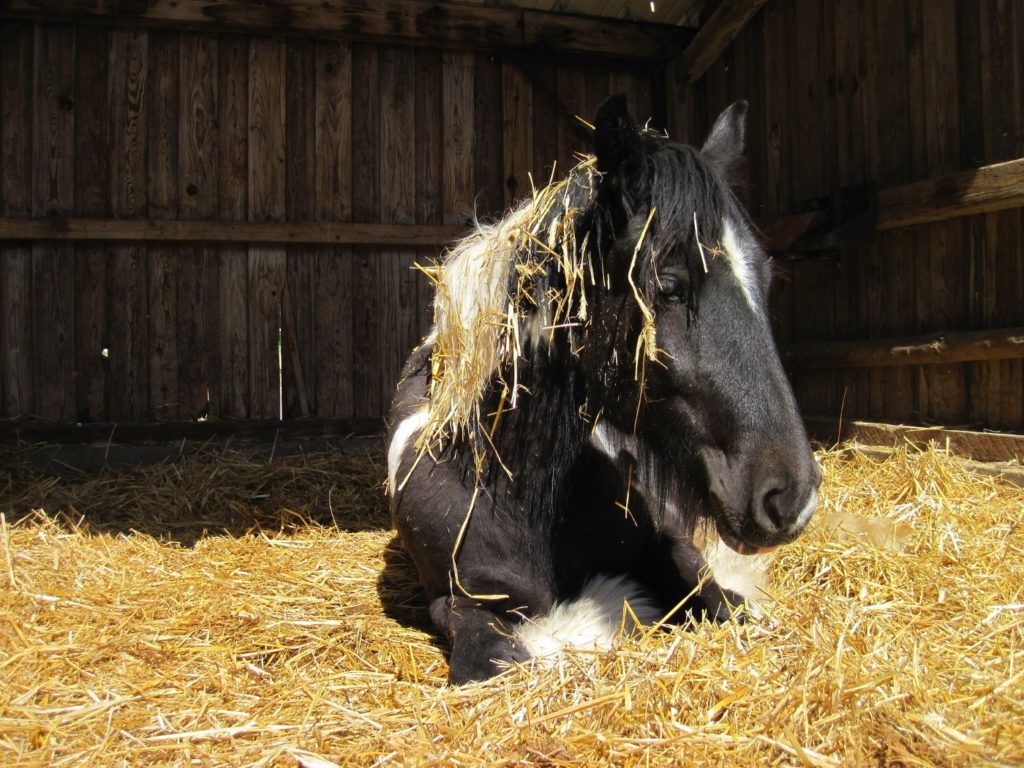 Tinker liegt im Stroh