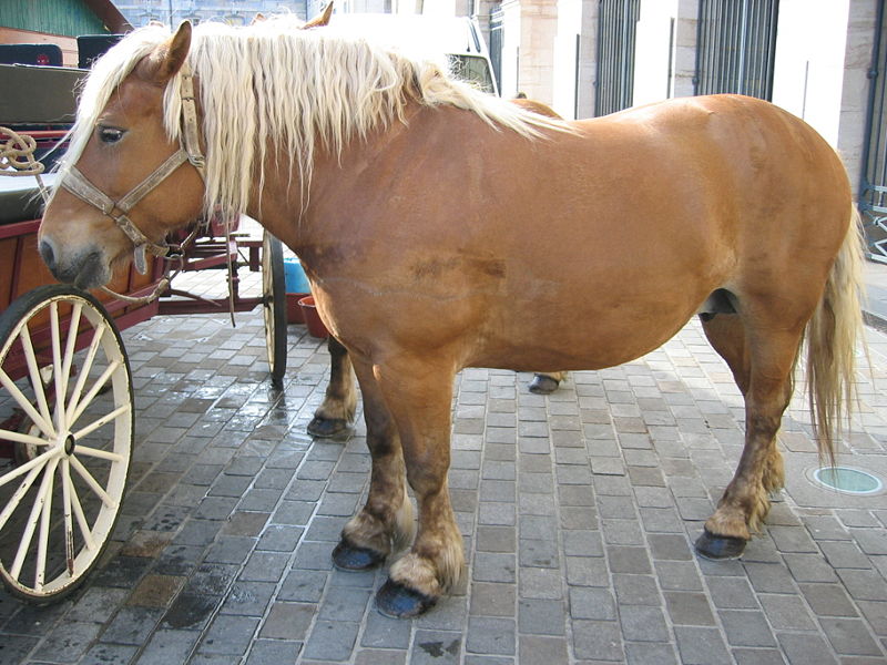 Comtois Kaltblut