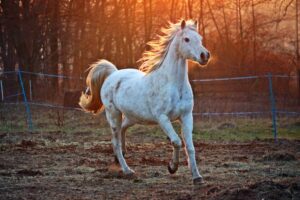 Tiergesundheit beim Pferd: Die wichtigsten Tipps für Haltung, Fütterung und Vorsorge